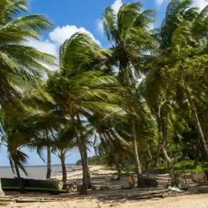 Palmbomen waaien in de wind op een Surinaams zandstrand