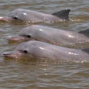 Meerdere rivierdolfijnen zwemmen samen in de rivier