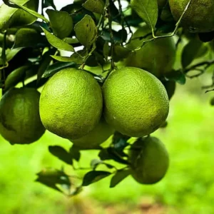Onrijpe ronde citrusvrucht aan tak
