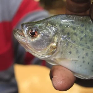 Hand houdt gevangen piranha vis vas