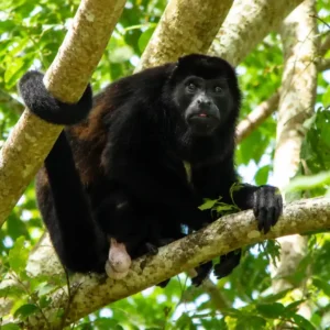 Een zwarte brulaap zit hoog op een dikke boomtak omringd door groene bladeren in de jungle van Suriname.